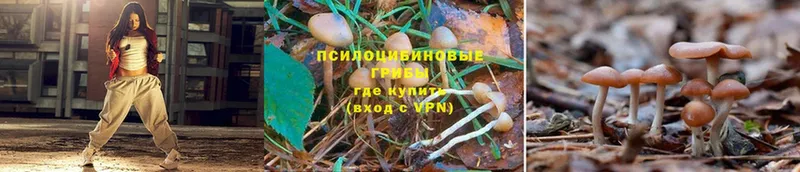 Галлюциногенные грибы Psilocybine cubensis  Тверь 